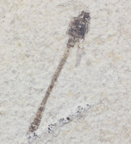 Fossil Damselfly - Green River Formation, Wyoming #23300